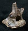 Large Cretaceous Lizard Vertebrae - Hell Creek Formation #12803-2